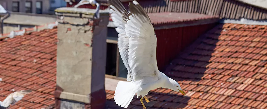 Residential Chimney Animal Removal Solution in West Des Moines, IA
